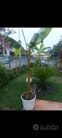 piante  banano  musa..da  giardino.....