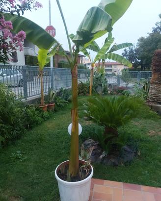 piante  banano  musa..da  giardino.....