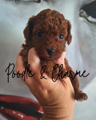 Barboncino mini toy asian