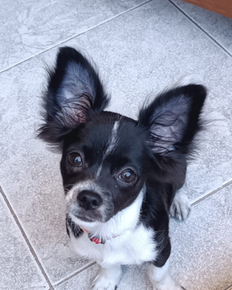 Chihuahua per monta