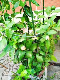 Pianta di limone 
