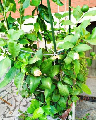 Pianta di limone 