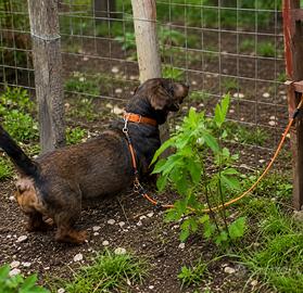 Dachsbracke femmina da cinghiale