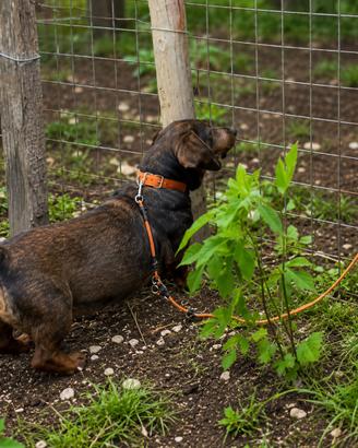 Dachsbracke femmina da cinghiale