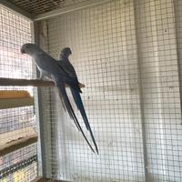 Coppie parrocchetti dal collare