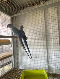 Coppie parrocchetti dal collare