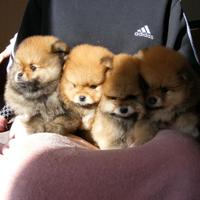 Volpino ACCOPPIAMENTO pomerania ROSSO maschio