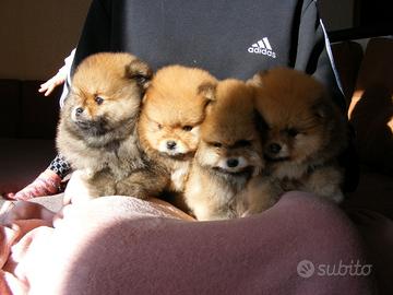 Volpino ACCOPPIAMENTO pomerania ROSSO maschio