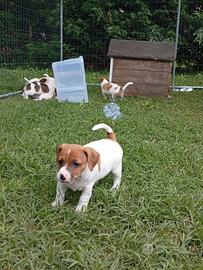 Jack Russell
