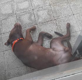 Pitbull red nose