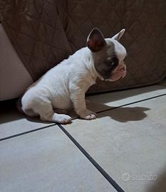 Buldog francese caille