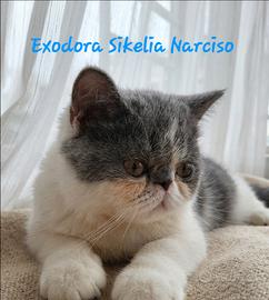 Cuccioli di razza Exotic Shorthair
