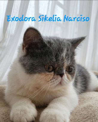 Cuccioli di razza Exotic Shorthair