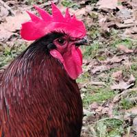 Gallo olive Egger