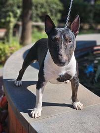 Bull Terrier Miniature