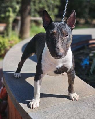 Bull Terrier Miniature