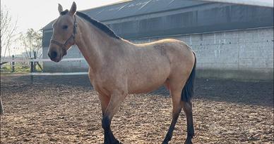 Puledro stallone PRE