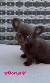 Chihuahua femmina cioccolato pelo lungo