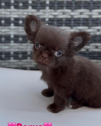 Chihuahua femmina cioccolato pelo lungo