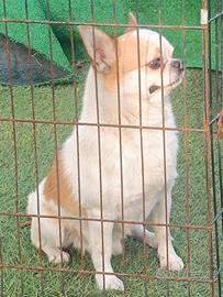 Chihuahua maschio