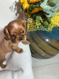 Cavalier King