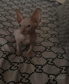 Animali