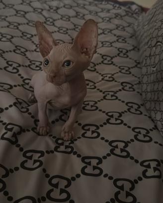 Animali