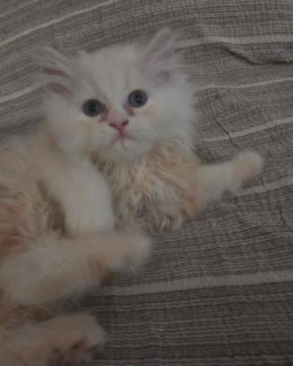 Gattino persiano