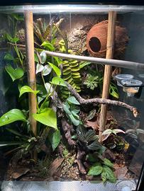 Geco ciliatus + Terrario allestito