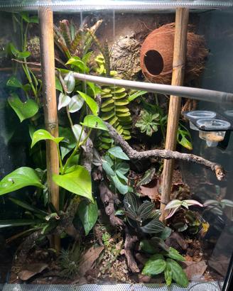 Geco ciliatus + Terrario allestito