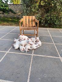 Bull terrier inglese standard