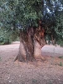 Alberi di ulivo varie dimensioni