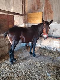 cavallo puledro mulo
