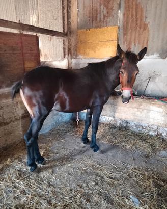 cavallo puledro mulo