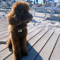 Barboncino fulvo pedigree ENCI per monta