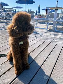 Barboncino fulvo pedigree ENCI per monta