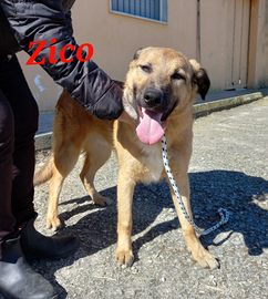 Zico da adottare