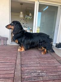 Bassotto per accoppiamento