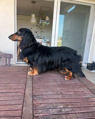 Bassotto per accoppiamento