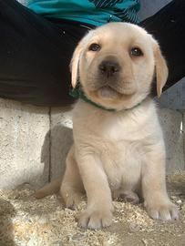 Labrador pedigree