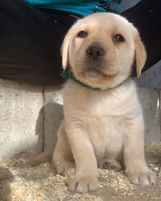Labrador pedigree