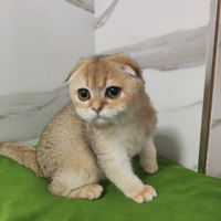 Gattini Scottish fold pedigree ENFI