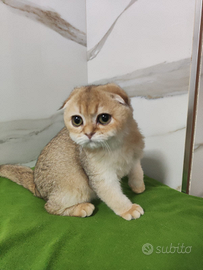 Gattini Scottish fold pedigree ENFI