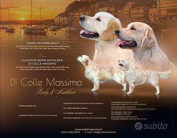 Cuccioli Golden retriever inglesi alta genealogia