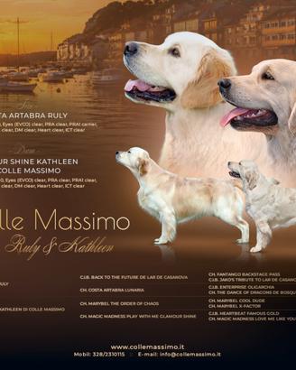 Cuccioli Golden retriever inglesi alta genealogia