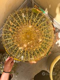 Echinocactis grusonii  diametro 150 cm
