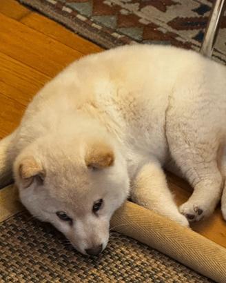 Shiba Inu femmina