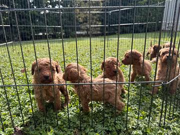 CUCCIOLI DI BARBONCINO NANO CRESCIUTI IN FAMIGLIA