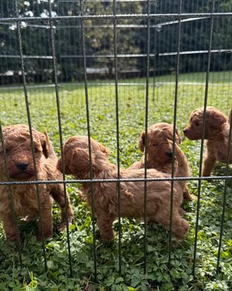 CUCCIOLI DI BARBONCINO NANO CRESCIUTI IN FAMIGLIA