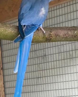 Parrocchetto dal collare